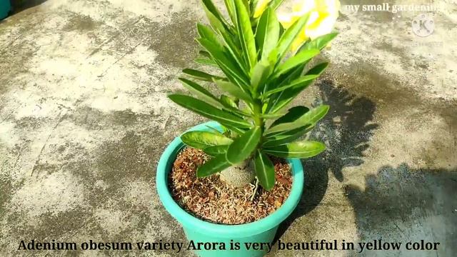 Adenium obesum variety Arora blooming смотреть онлайн