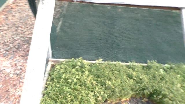 Как сохранить сеянцы туи в зиму.Выращивание туи из семян.Питомник "Хвойный дворик" смотреть онлайн