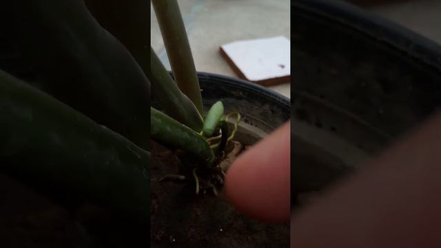 Syngonium Update Must Grow Plant