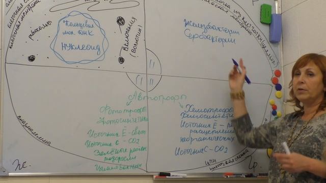 Автотрофы. Урок биологии репетитора Лурий Дины Валерьевны. Подготовка к ЕГЭ смотреть онлайн