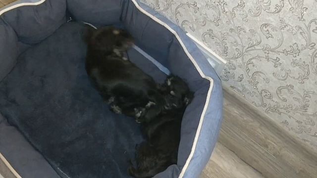 Цвергшнауцер.Щенкам почти два месяца.