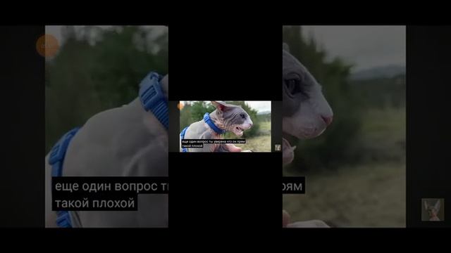 кот миллион охотится за серено годового набираем 20.000 и будет лаи́ков смотреть онлайн