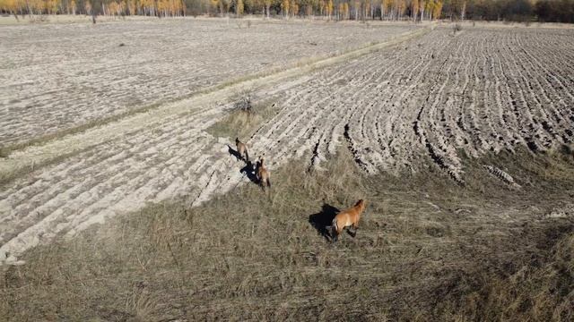 Лошади Пржевальского в Чернобыльской зоне отчуждения. смотреть онлайн