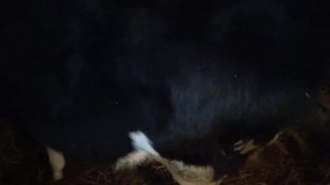 Откорм телят, бычков на овсе. Привет каналу " Нетрадиционное садоводство, лечение, обучение".