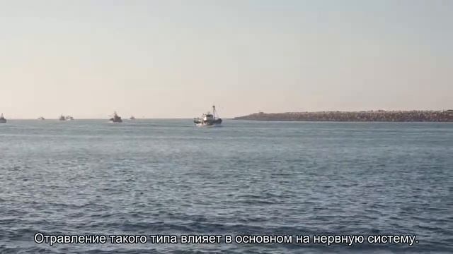 Не так страшны, как их малюют: разбираемся в названиях морепродуктов смотреть онлайн