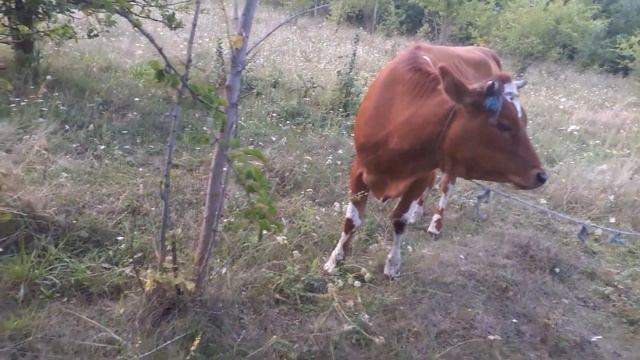 Трудный путь от телочки до суперкоровы... смотреть онлайн