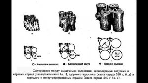 Лекция 11.
Все факультеты.
Сердечная недостаточность.