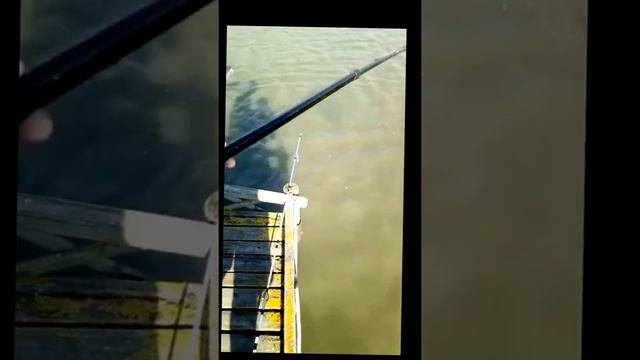 Рыбалка.АМУР,САЗАН,КАРП,ТОЛСТОЛОБИК.Июль2018 смотреть онлайн