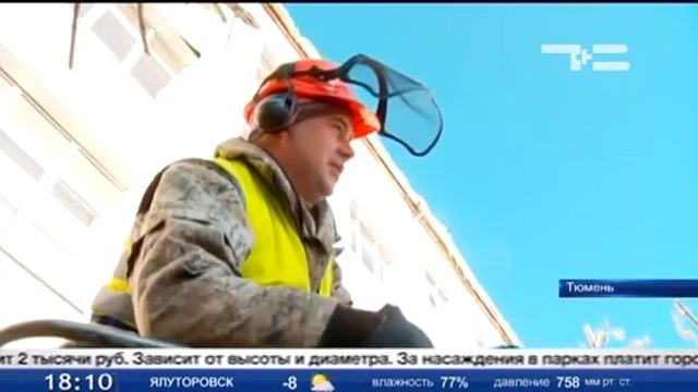 Обрезка деревьев DREAM GROUP комментарий для ТСН смотреть онлайн