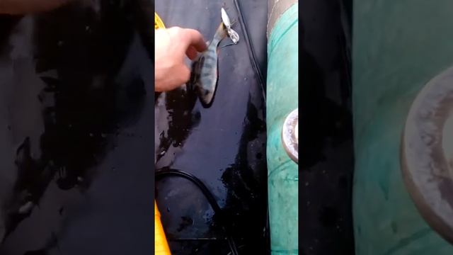 Рыбалка на Чечерском пруду смотреть онлайн