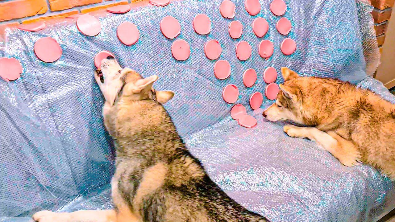 РЕАКЦИЯ ХАСКИ НА ДИВАН ИЗ КОЛБАСЫ !! (Хаски Бублик) Говорящая собака Mister Booble смотреть онлайн