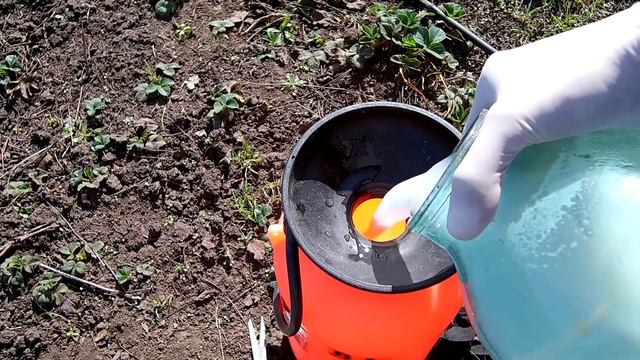 Выращивание клубники / Комплексная защита от сорняков в насаждениях садовой клубники смотреть онлайн