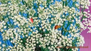 Анис обыкновенная Блюз (blyuz) ? обыкновенная анис Блюз обзор: как сажать, семена аниса Блюз