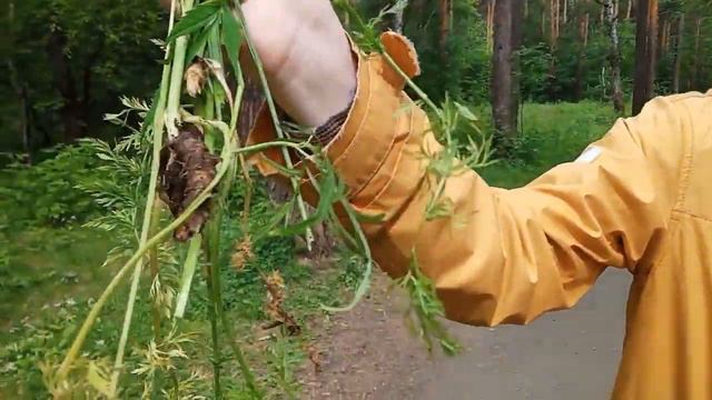 УЧУ СОБИРАТЬ ЦВЕТЫ В ЛЕСУ смотреть онлайн