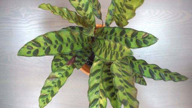 Пересадка Калатеи Лансифолии / Calathea Lancifolia (rattlesnake plant) repotting смотреть онлайн