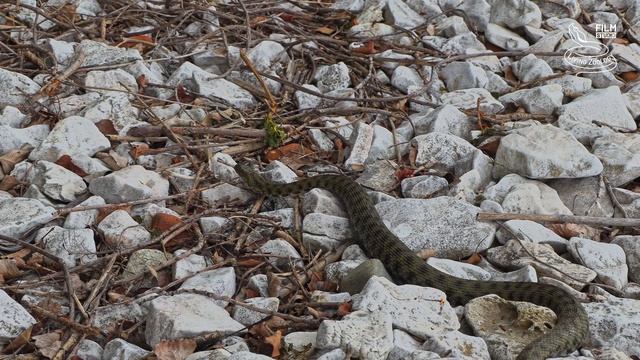 Snake island in Europe - island with venomous Nose-horned vipers and Dice snakes, Golem Grad смотреть онлайн