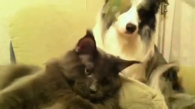 Maine coon cattery Nice Voice nicevoice.ru смотреть онлайн