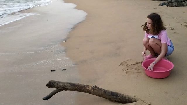 Выпуск маленьких черепашек в океан