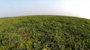 арбуз каристан F2