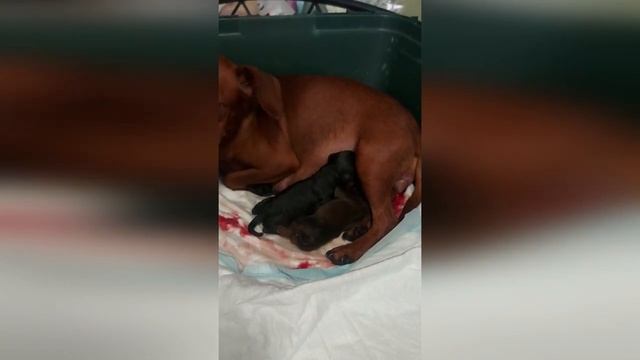 Роды собаки, цвергпинчер Дизи / Childbirth Of A Dog, Miniature Pinscher