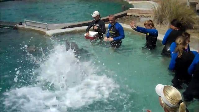 Swimming With The Dolphins In Florida