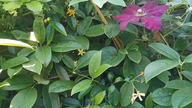 Most fragrant plants of my garden: the Star Jasmine Trachelospermum jasminoides "Star of Toscana" смотреть онлайн