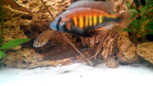 Цихлида Хаплохромис Брауна (Haplochromis brownae) смотреть онлайн