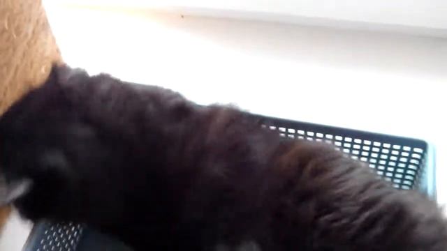 Почему коты так любят всякие ящики и коробки? смотреть онлайн