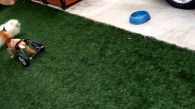 Champ - Dog With No Hind Legs смотреть онлайн