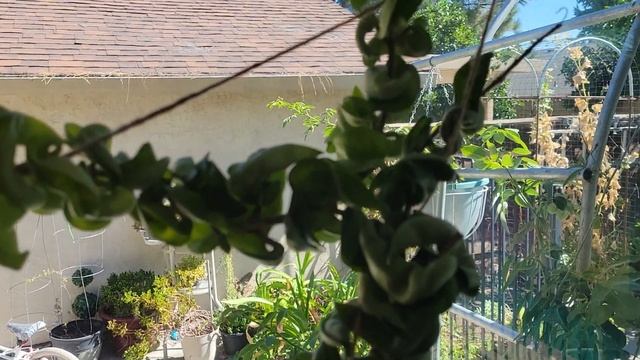 Хойя Карноза, Hoya canosa Hindu rope, blooming. смотреть онлайн