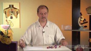 Строение и жизнедеятельность бактерий. Видеоурок по биологии 5 класс