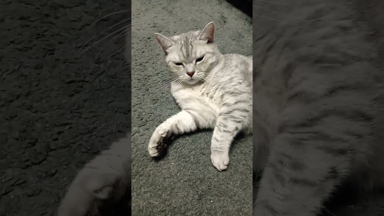 Сонный котик #Shorts смотреть онлайн