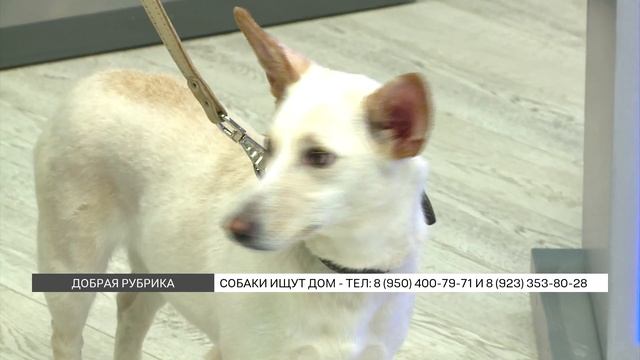"Добрая рубрика": собаки ищут дом смотреть онлайн