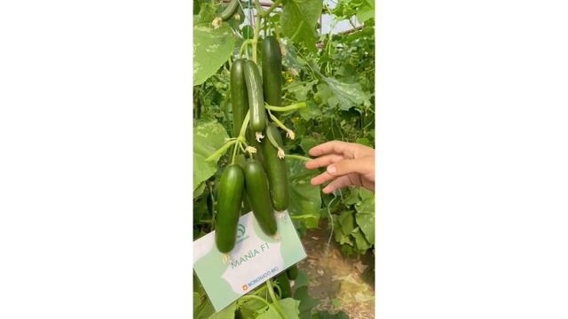 MANIA F1 (Nongwoo Bio), Şəmkir, Azərbaycan смотреть онлайн