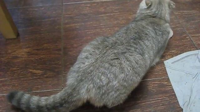 Наша кошка Дуня (скоттиш фолд) загуляла ч. 2. смотреть онлайн
