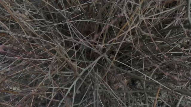 Лапчатка -обрезка,спирея ,бузина Блэк бьюти,скумпия с пурпурной листвой весной(Украина) смотреть онлайн