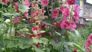 МАЛЬВА ИЛИ ШТОК РОЗА. Долгожданное цветение