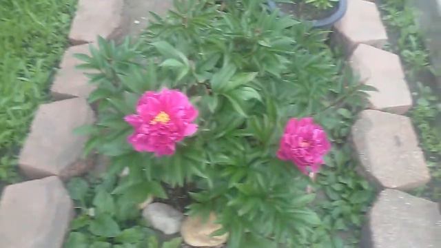My peonies are in full bloom!!! смотреть онлайн