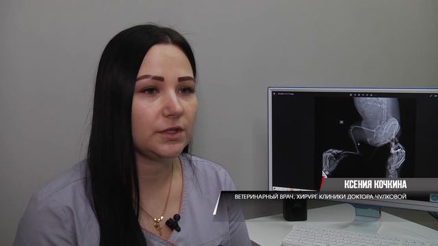 В сети клиник Доктора Чулковой помогут вашему питомцу при переломах смотреть онлайн