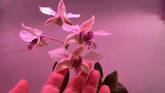 #CareCollab - Dendrobium Roy Tokunaga -Water Culture смотреть онлайн