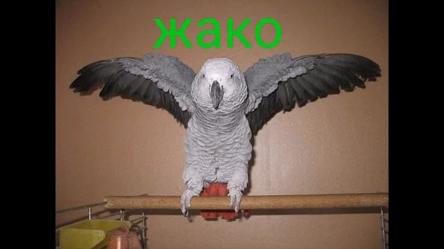 Продажа попугаев в Санкт-Петербурге. 89817114491, 89046401214 Анна смотреть онлайн