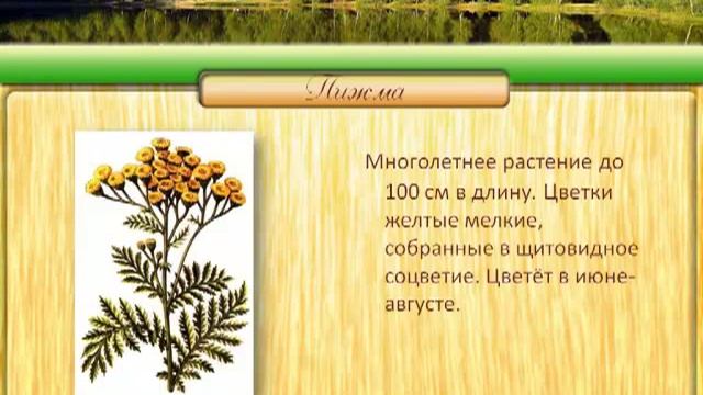 Магия растений. Пижма смотреть онлайн