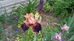 Гейхеры, Ирисы, Колокольчик Портеншлага ...обзор 30.05.22