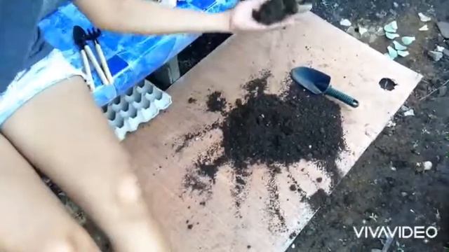How to take good care of succulents? For first time succulents parent: part 2- repotting смотреть онлайн