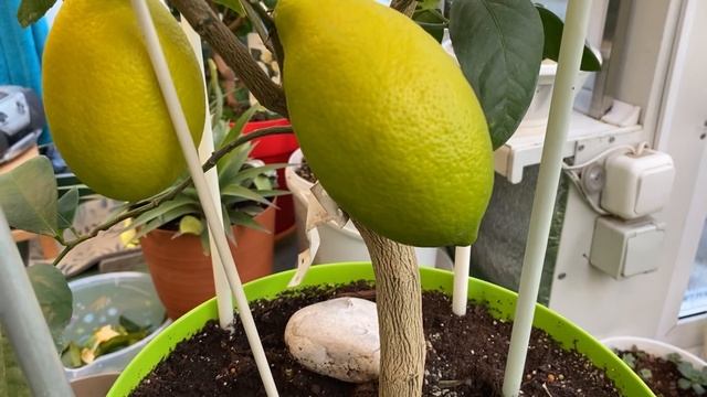 Lemon Hybrid Dioscuria