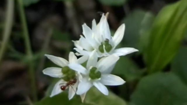 Myrmica sp au tout début de la floraison de l'ail des ours 1 смотреть онлайн