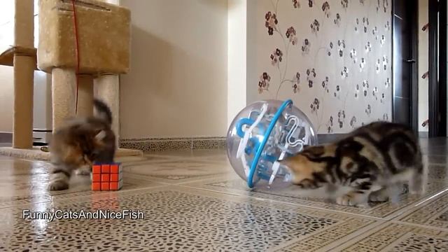 Top Funny Cats and Kittens Playing, Dancing Epic Compilation смотреть онлайн