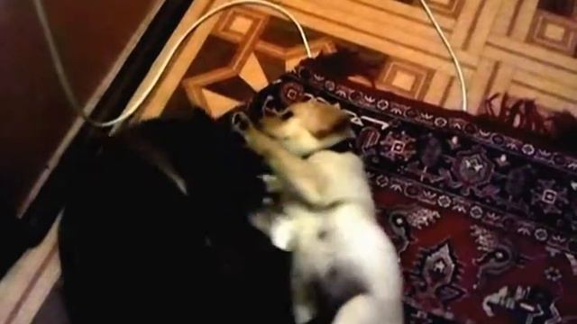 Labrador puppy 6 week vs. cat / Щенок лабрадора 1,5 мес и кот смотреть онлайн