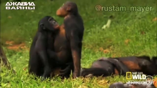 ДЖАВИД В МИРЕ ЖИВОТНЫХ смотреть онлайн