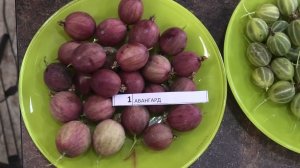 1. серия КРЫЖОВНИК содержание сахара в брикс в разных сортах крыжовника.